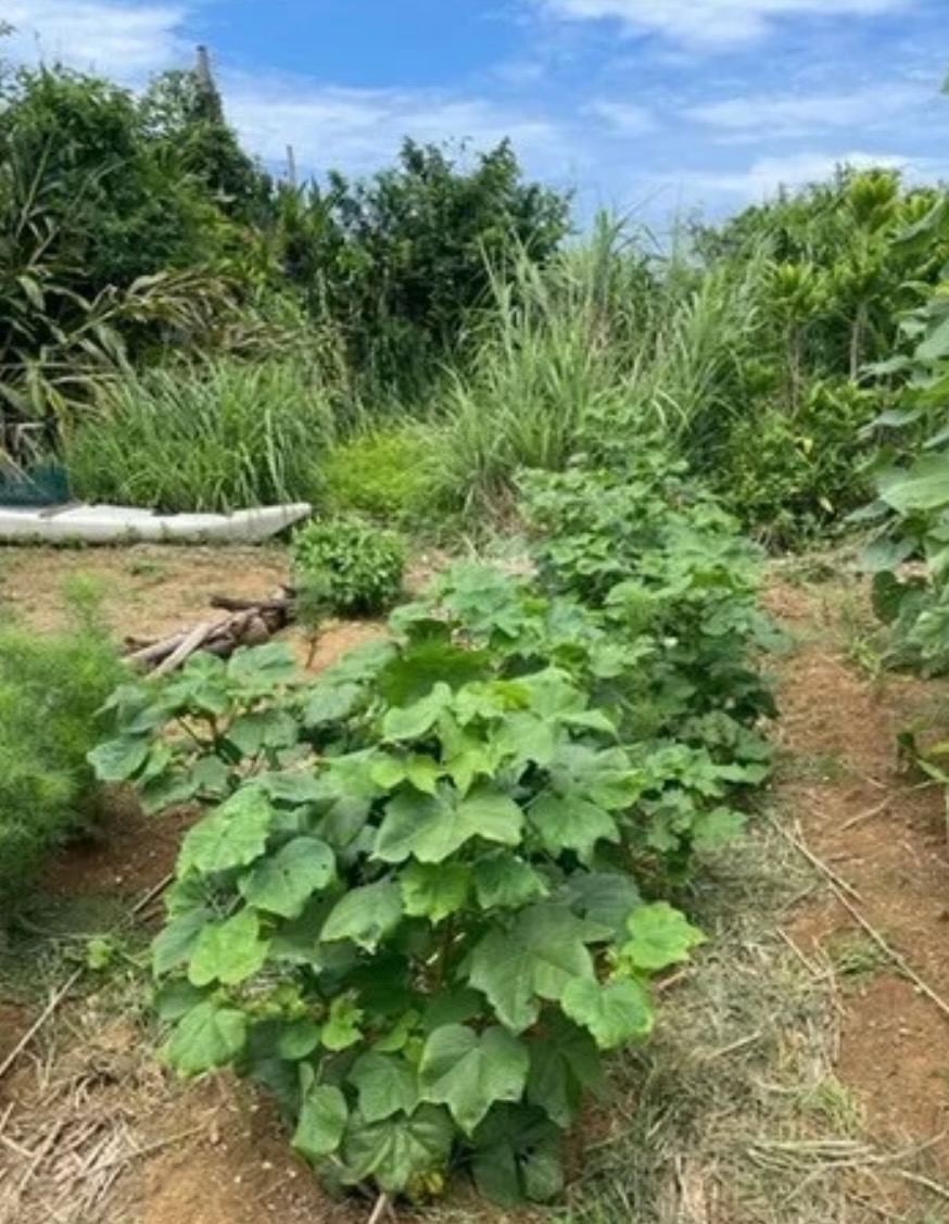 沖縄の綿畑